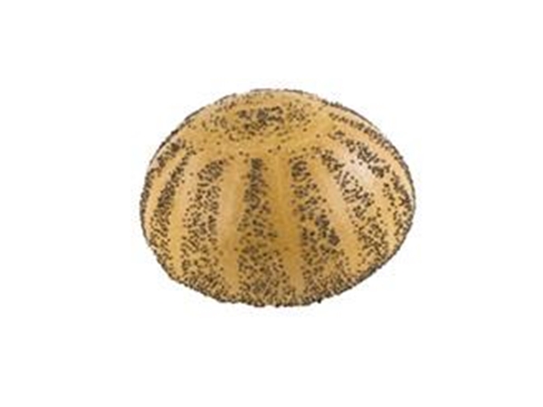 Krokant Bolletje Maanzaad